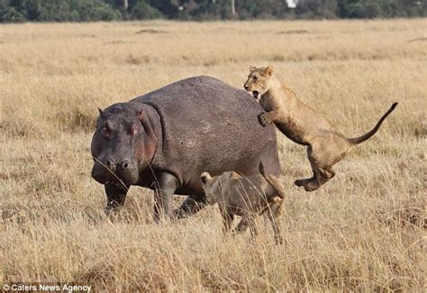 Brave Hippo Defends Itself: Turning the Tables on Four Lions Single ...