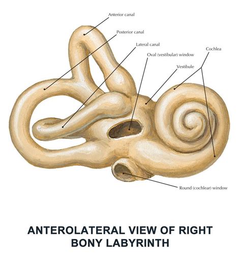 Anterolateral view of right bony labyrinth - #anatomy images sketch # ...