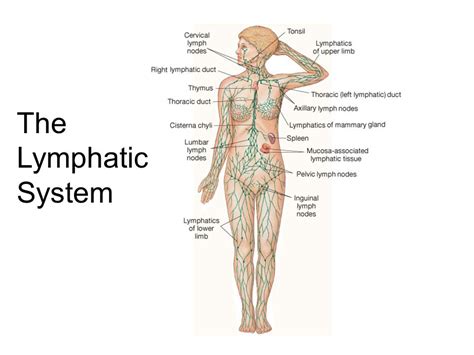 Lymphatic System | Functional Medicine | Coast Chiropractic Clinic Hove