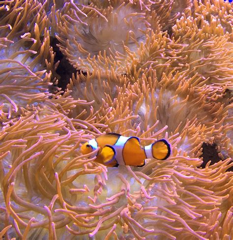 Clownfish nestled in sea anemone