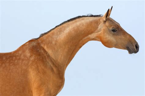 Friesian horse Stock Photo by ©Nastenok 2879428