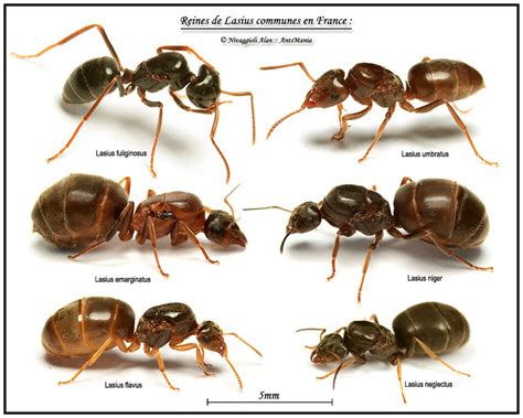 Lasius queens Insect Anatomy, Bug Games, Ant Species, Queen Ant, Ant ...