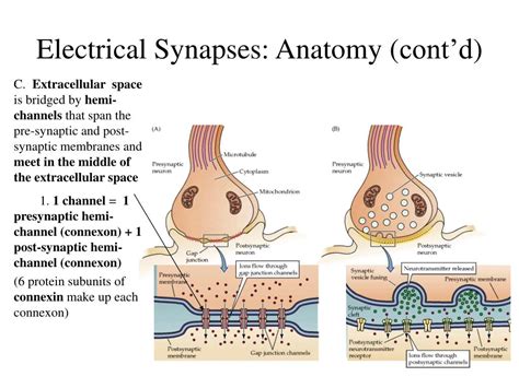 PPT - Chemical and Electrical Synapses PowerPoint Presentation, free ...