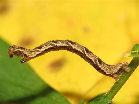 Identify and Control Inchworms