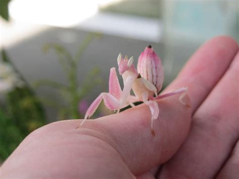 Orchid Mantis (Hymenopus coronatus) Care Sheet | Keeping Exotic Pets