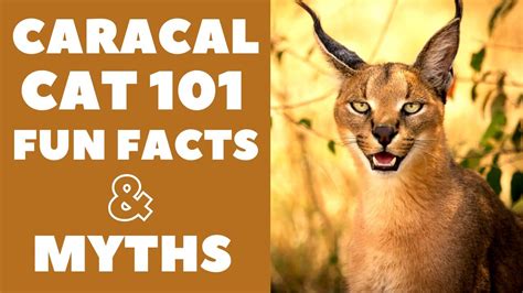 Caracal Cats 101 : Fun Facts & Myths - YouTube