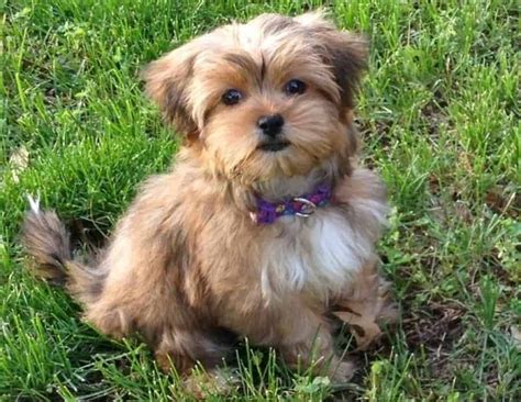 Top 17 Tips for Future Shorkie Owners 3 Shorkie Puppies, Yorkies, Tiny ...