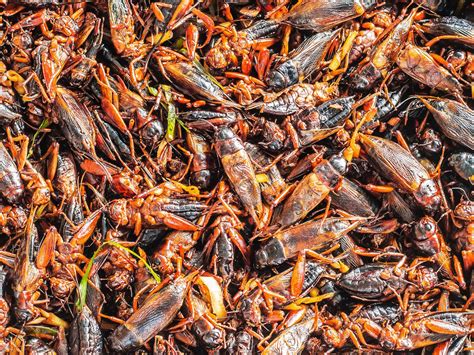 How Long Can Crickets Survive Without Food: A Shocking Answer!