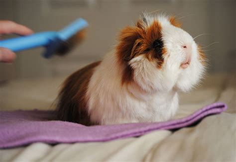 guinea pig rescue centre near me - Ok Dodd