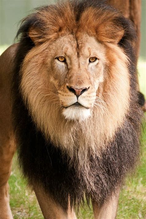 Male Lion - Photograph at BetterPhoto.com | Male lion, Animals wild ...