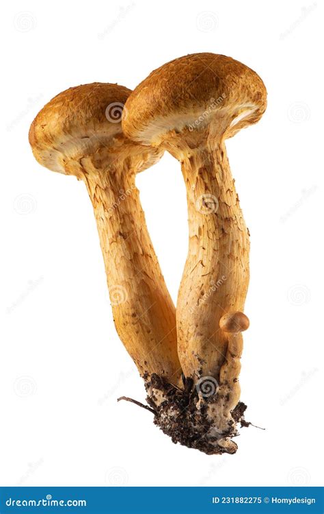 323 Gymnopilus Stock Photos - Free & Royalty-Free Stock Photos from ...