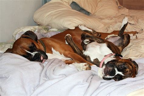 Pics of Sleeping Boxers Thread - Boxer Forum : Boxer Breed Dog Forums