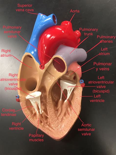 Rockpele: Anatomy Of Heart