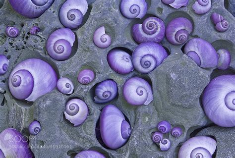 Violet Snails (Janthina janthina) by Verena and Georg Popp-Hackner ...