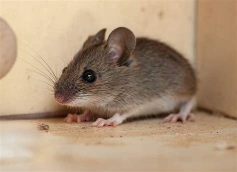 A Complete Guide To Identifying & Controlling Mice In Maine