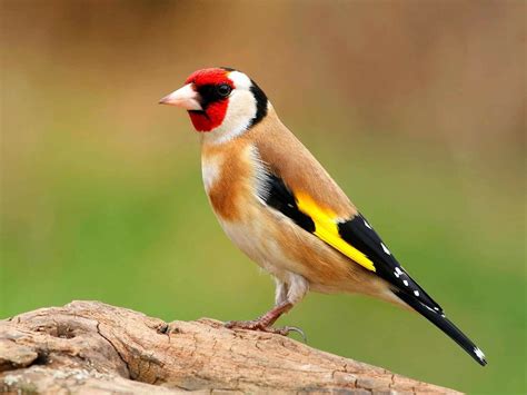 Chardonneret Élégant | Common garden birds, Common british birds, Bird ...