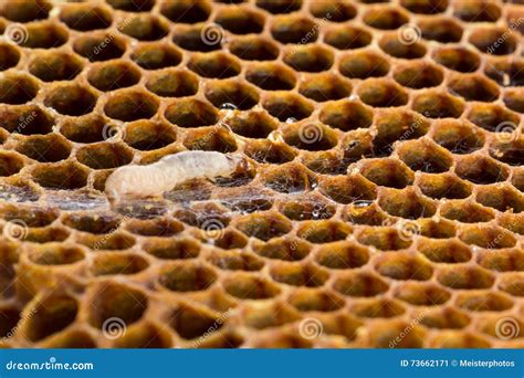 Close Up Wax Moth Larva Damage Stock Photos - Free & Royalty-Free Stock ...