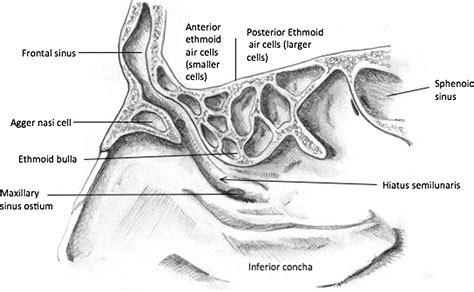 Surgical Anatomy of the Nasal Cavity and Paranasal Sinuses - Oral and ...