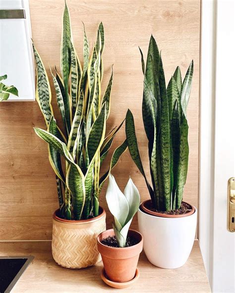 7 Indoor Plants That Give Life To Your Interior Design