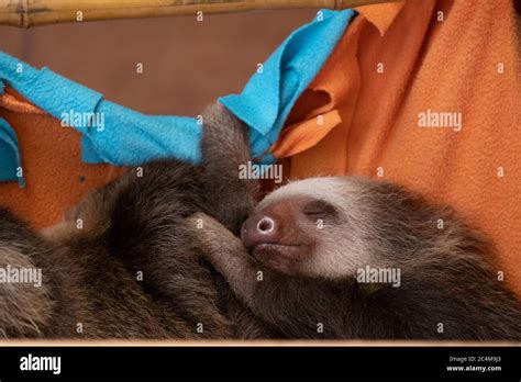 Cute baby sloth sleeping peacefully while holding on to orange sheets ...