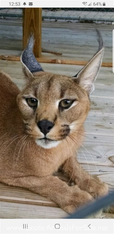 Caracals For Sale