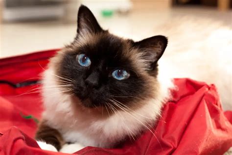 Birman Cat Colors & Variations You Should Know