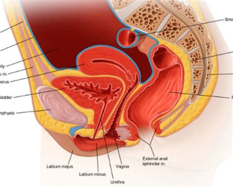 What Are The Female Pelvic Floor Muscles | Viewfloor.co