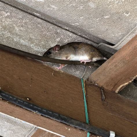 Are Roof Rats Dangerous? - World Class Wildlife Removal