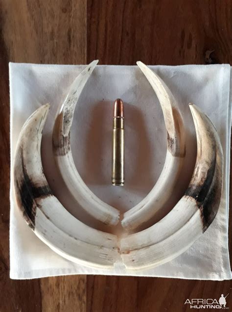 Warthog Tusks | AfricaHunting.com