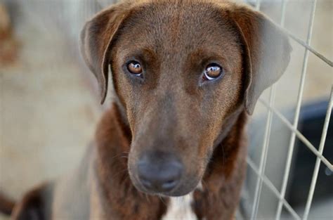 Marion County S.C. CHARLOTTE AND HER PUPPY ARE URGENT Located in ...