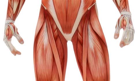 Diagram Of Male Groin Area Groin Muscle Injuries Anatomy Dr Mel ...