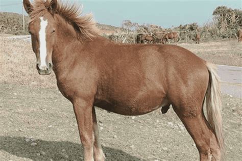 Yili Horse: A Deep Dive into This Unique Breed - Horse Wildlife