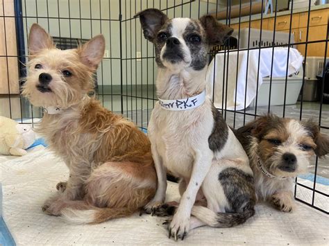 Humane society rescues over 30 dogs from one home | KOIN.com