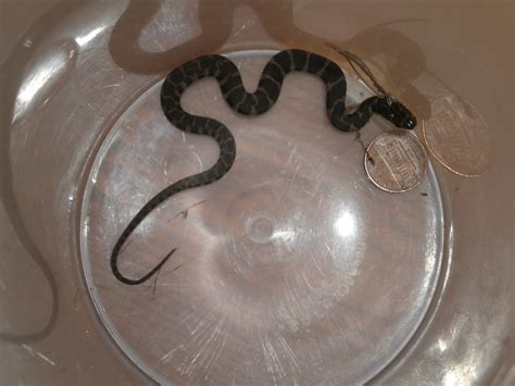 Newborn Cottonmouth Snake