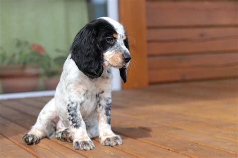 Are Cocker Spaniels Hypoallergenic? What You Need to Know! | Hepper