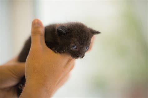 Tinker Toy Cat: The Record-Breaking Feline Phenomenon