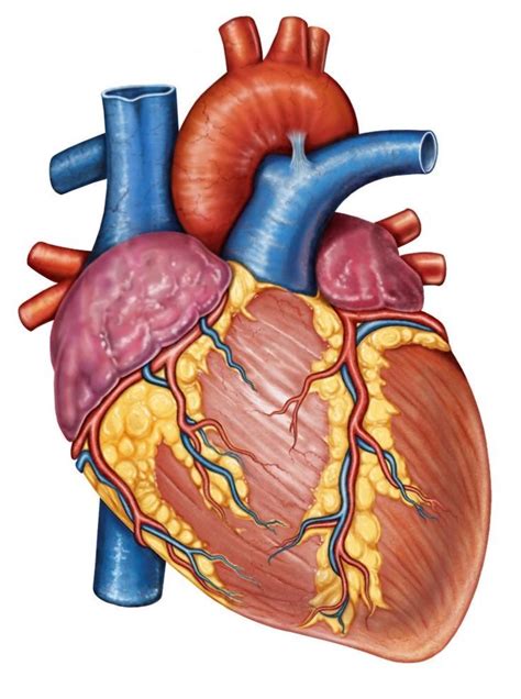 Heart anatomy, Human heart anatomy, Human heart