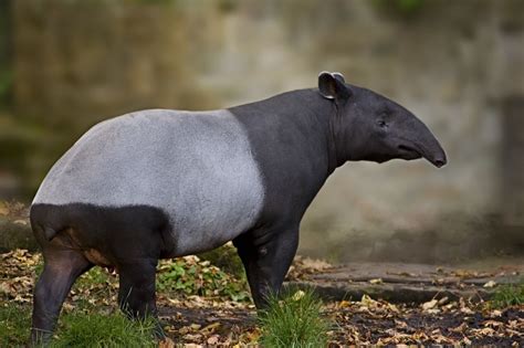 ENCYCLOPEDIA OF ANIMAL FACTS AND PICTURES: TAPIR