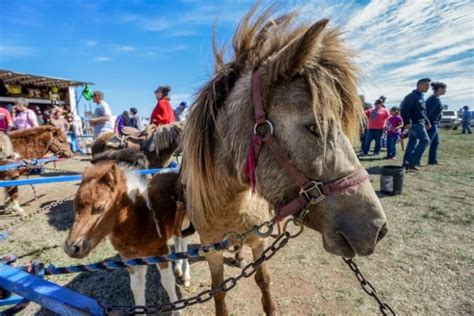 Pony Rides and Live Carousels—Why to Keep Your Kids Away | PETA