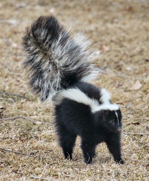 Skunk Smell Remover - St. Bernard's Animal Medical Center