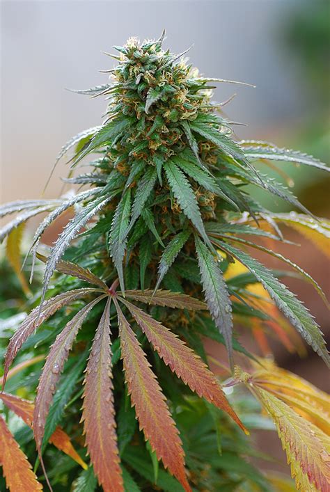 California Hash Plant – Buy California Hash Plant feminized cannabis seeds