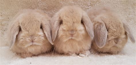 Mini lop babies /adults for sale.. - Cheshire mini lops