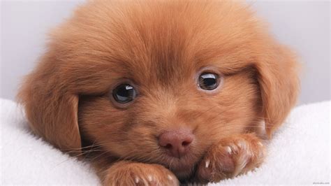 Cute Puppy Wallpapers Free Download - Free Download Cute Puppy ...