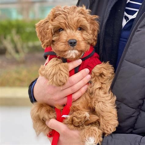 Cavapoo Colors: 11 Coat Colors You’ll Fall For