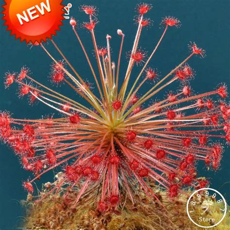 Big Sale!Sundew plantas Varieties Garden Bonsai Plant Sundew ...