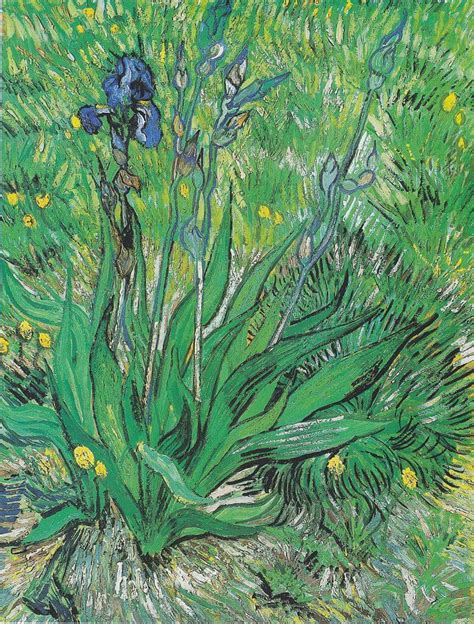 A discussion of Irises by Van Gogh in the Getty Museum