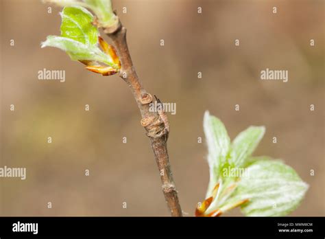 Lesser purple emperor caterpillar Stock Photo - Alamy