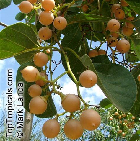 Cordia myxa , Assyrian Plum, Lasura