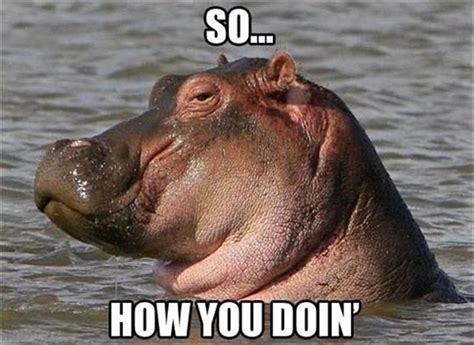 Funny Animal Pictures Of The Day - 22 Pics | Hippopotamus