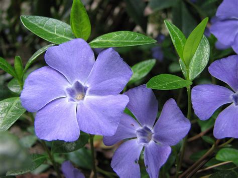 Garden, garden Periwinkle Photo # @ orchardo Best Ways breeding vinca ...